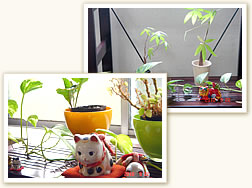 癒しのアイテムがお出迎え